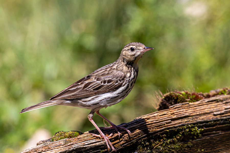 Tree Pipit
