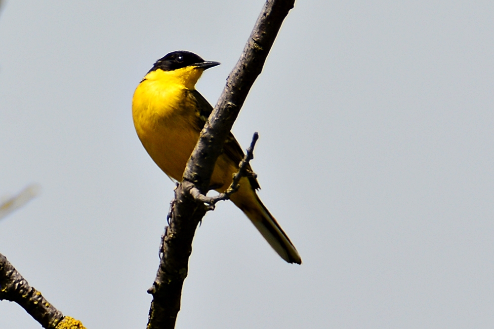 Western Yellow Wagtail