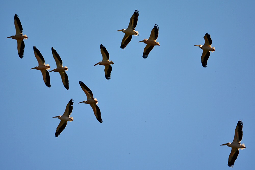 Great White Pelican