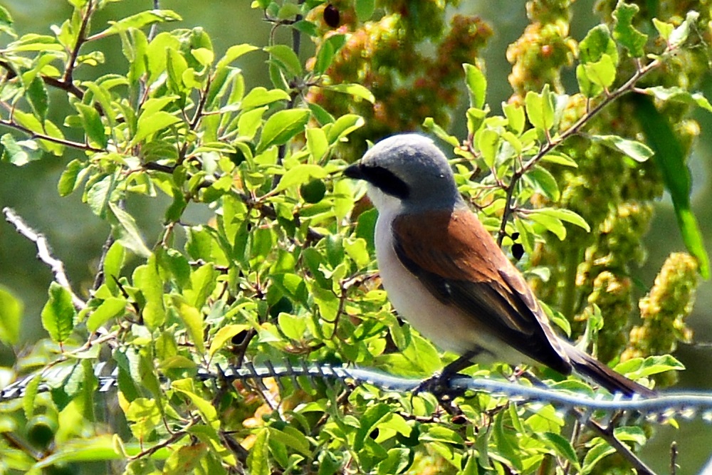 Red-backed Shrike