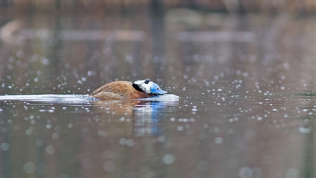 White-headed Duck