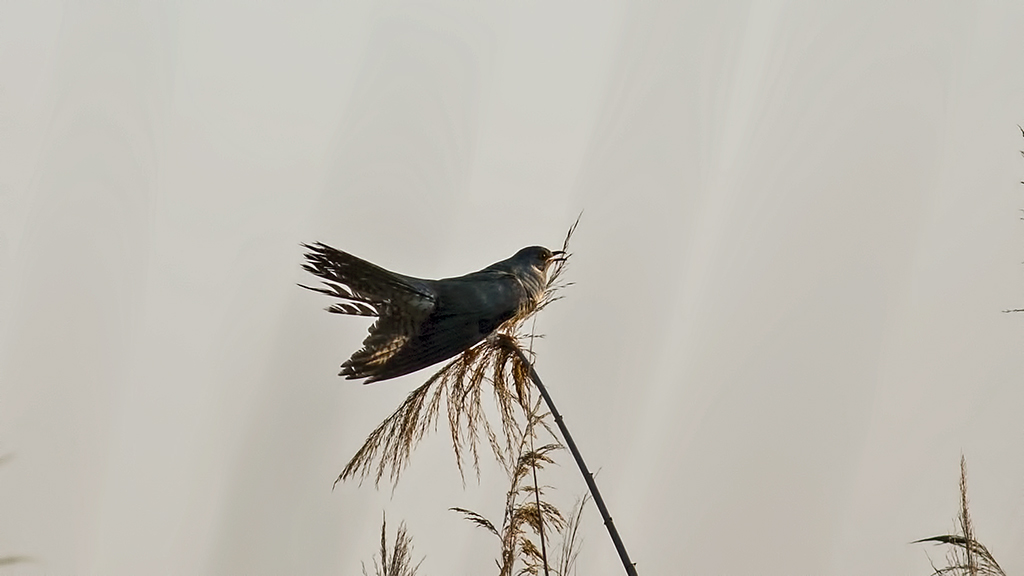Common Cuckoo