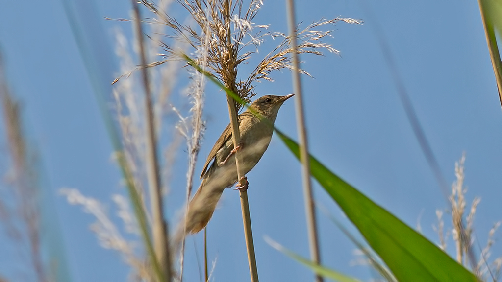 Savi`s Warbler