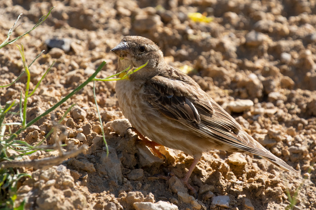 Rock Sparrow