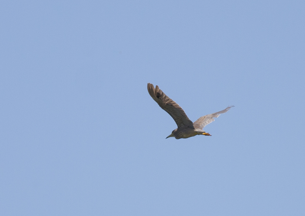 Black-crowned Night Heron