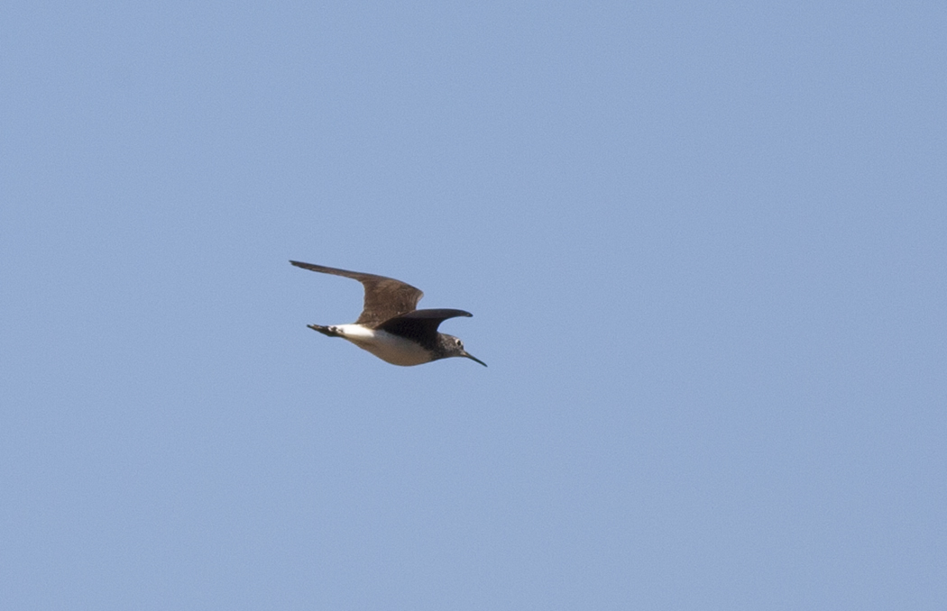Green Sandpiper
