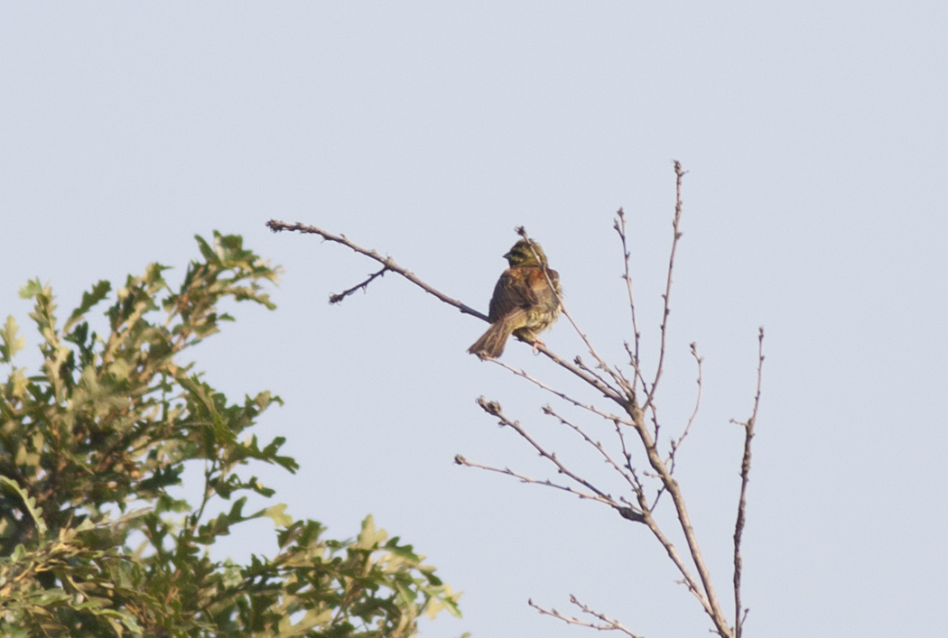 Cirl Bunting