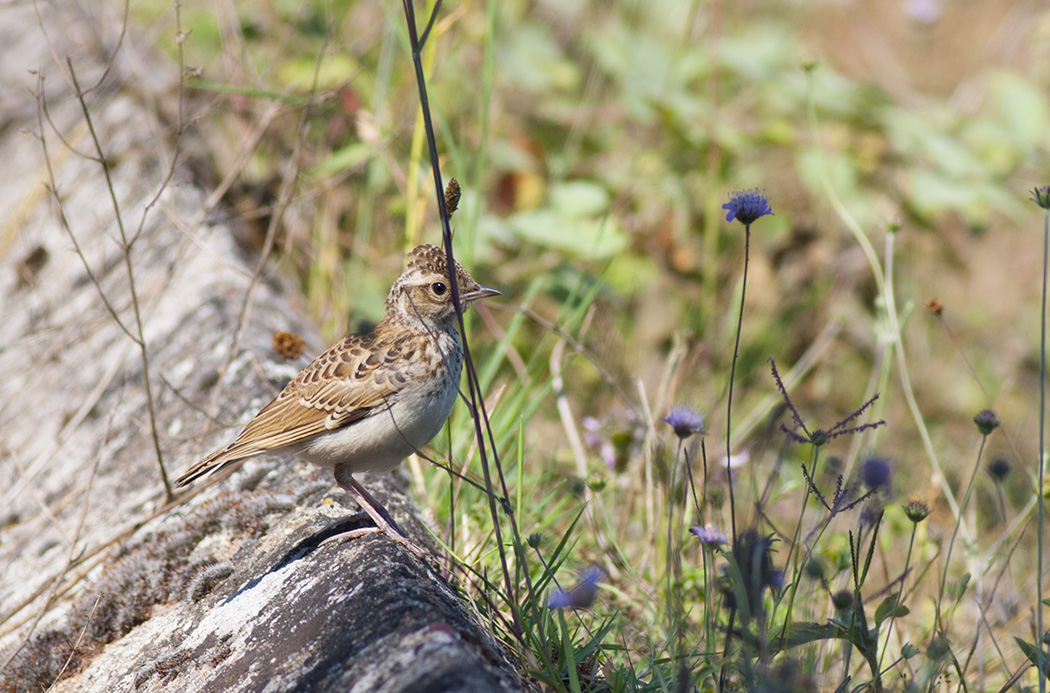 Woodlark