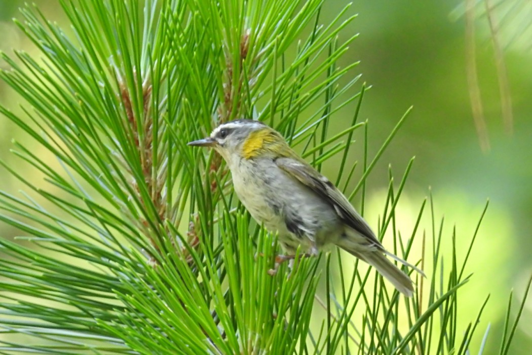Common Firecrest