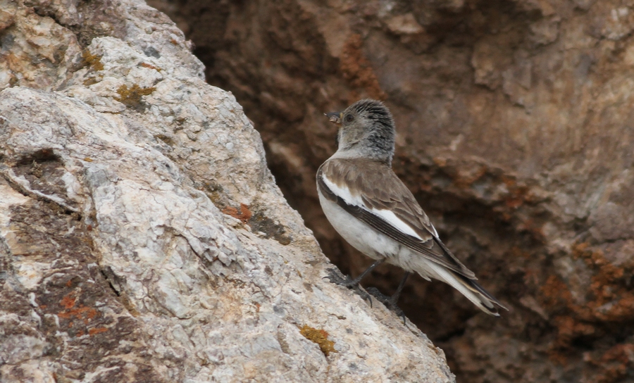 White-winged Snowfinch