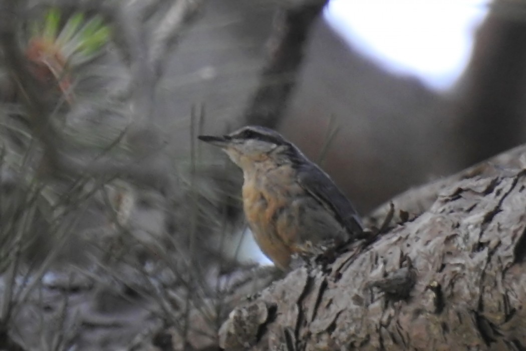 Eurasian Nuthatch