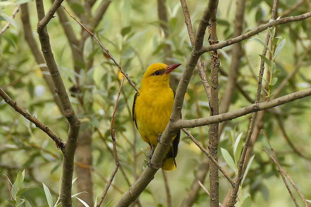 Eurasian Golden Oriole