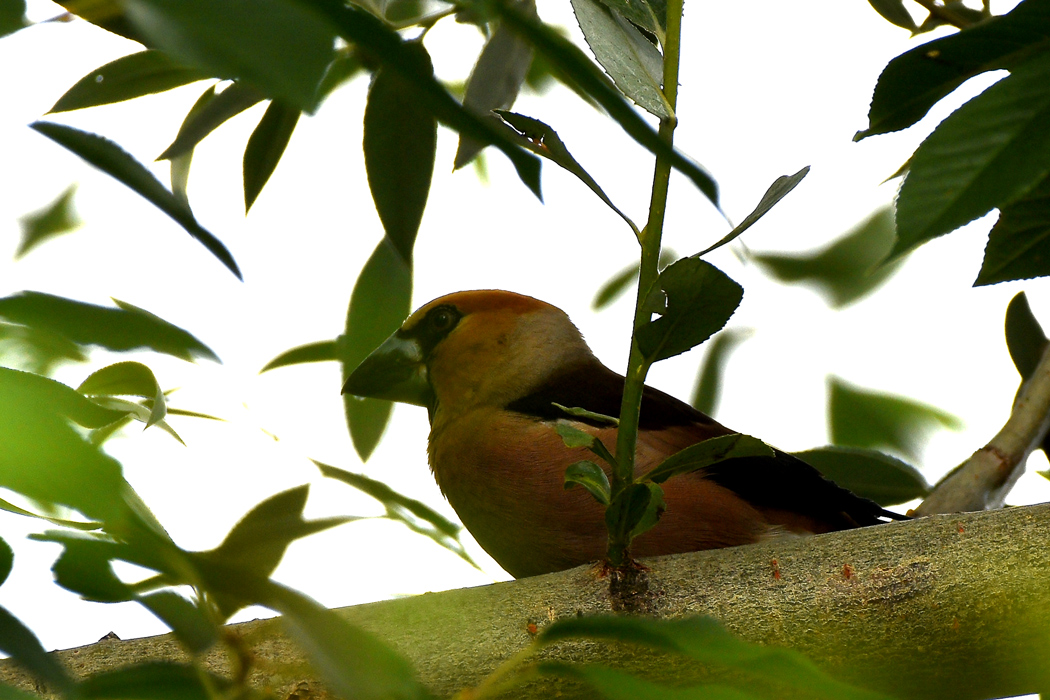Hawfinch