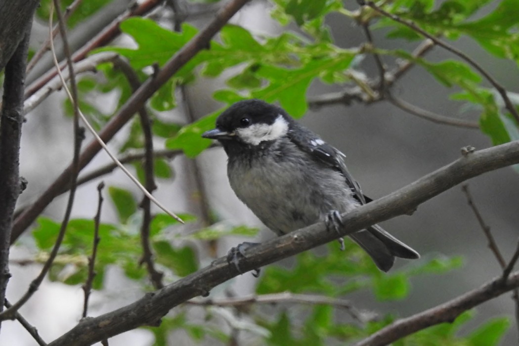 Coal Tit