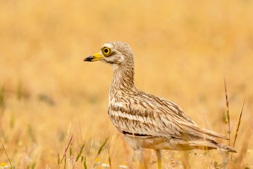 Eurasian Stone-curlew