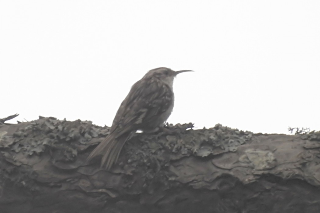 Short-toed Treecreeper