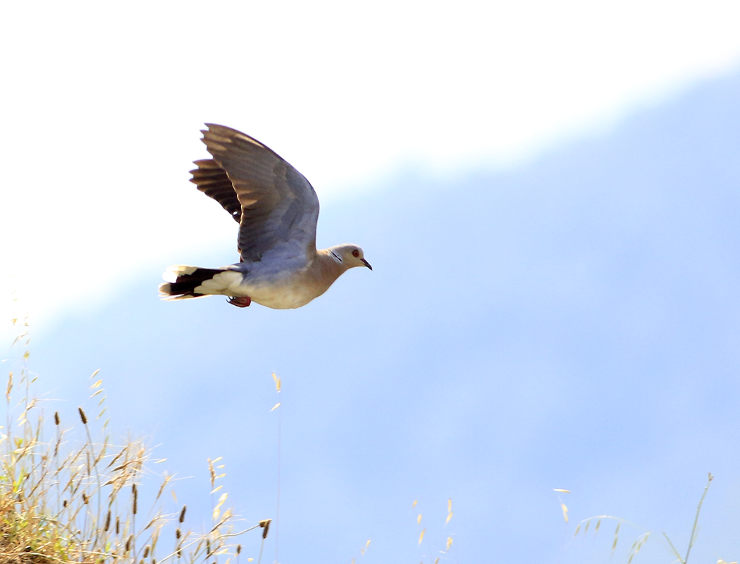 European Turtle Dove