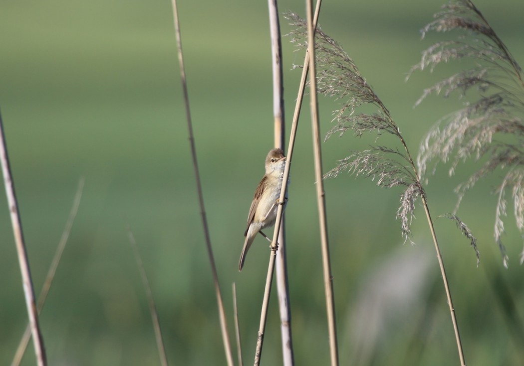 Common Reed Warbler