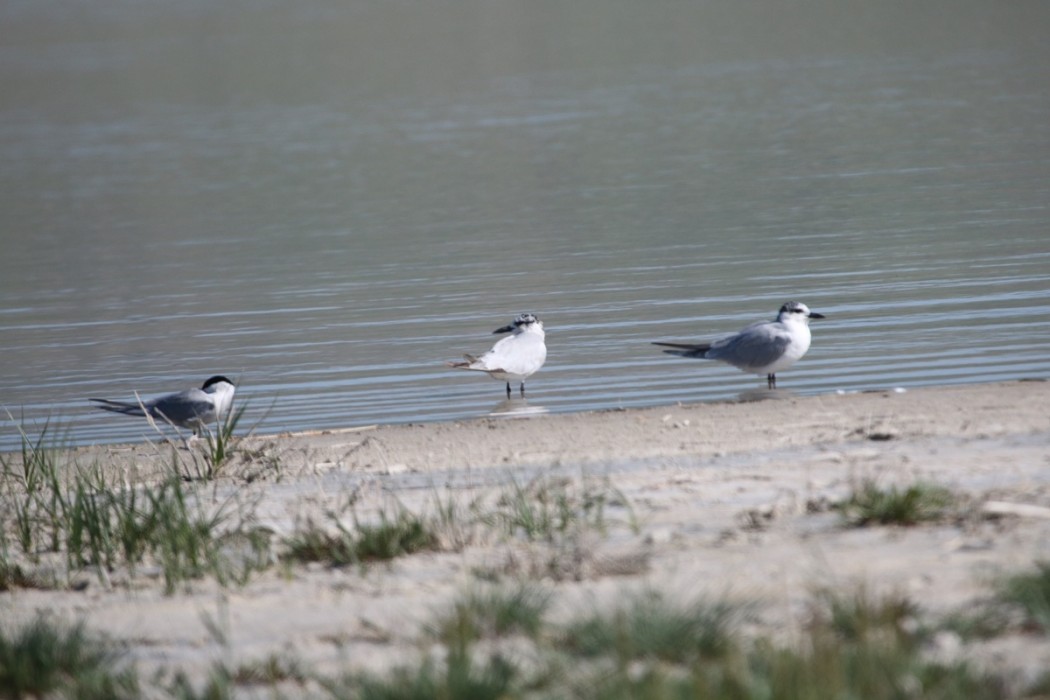 Gull-billed Tern