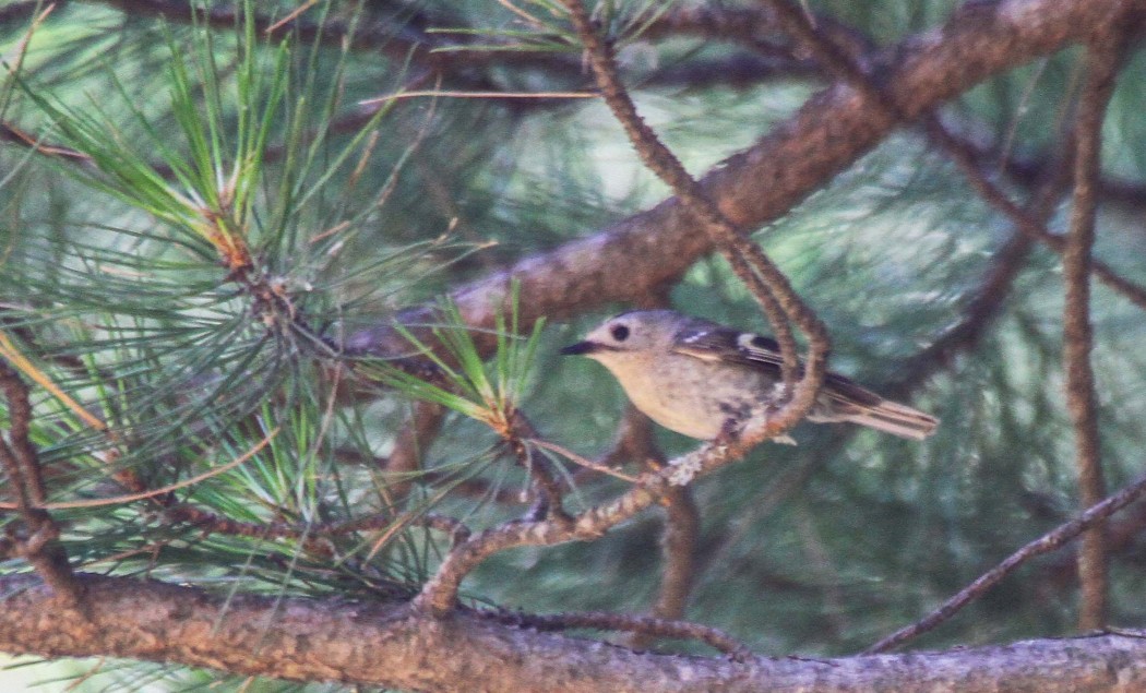 Goldcrest