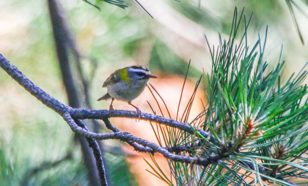 Common Firecrest