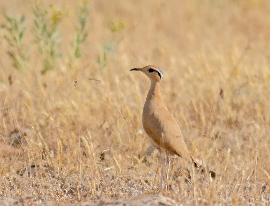 Cream-colored Courser