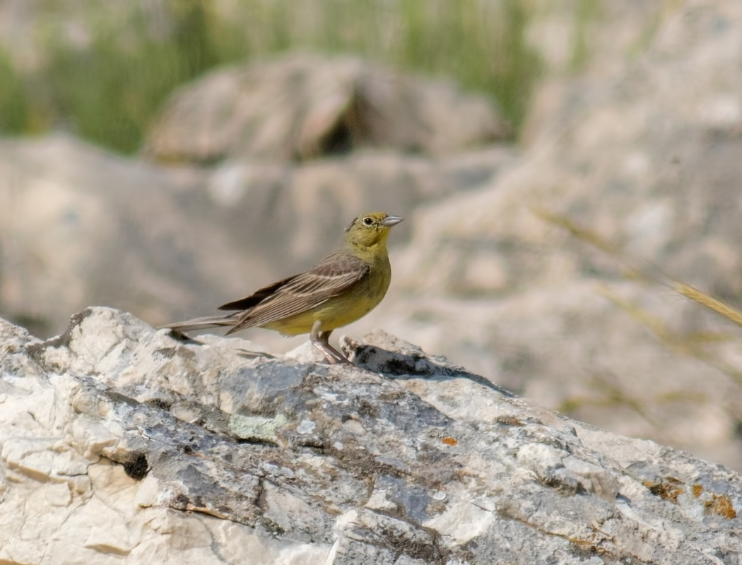 Cinereous Bunting