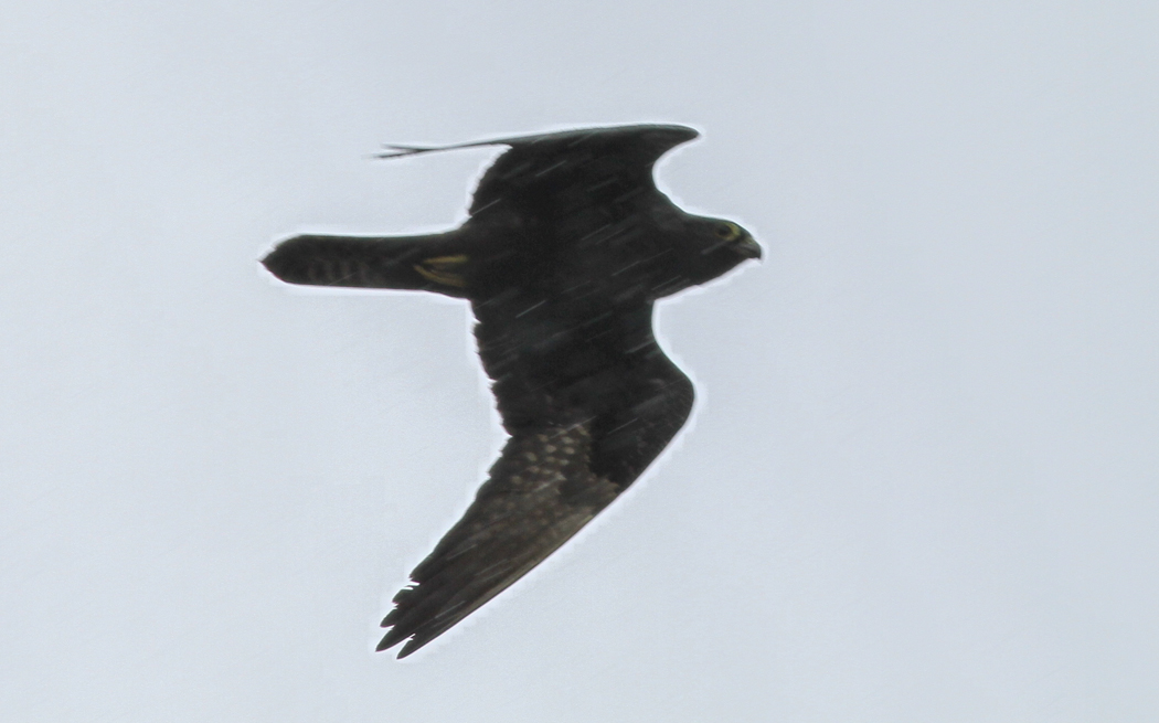 Eleonora`s Falcon