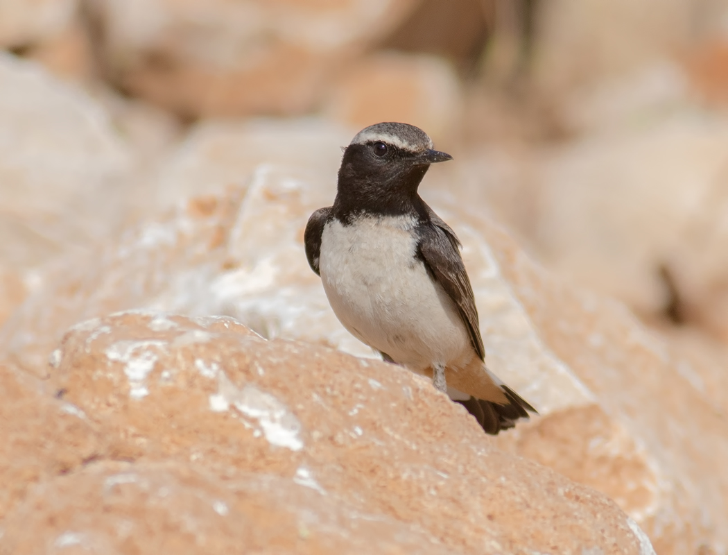 Red-tailed Wheatear