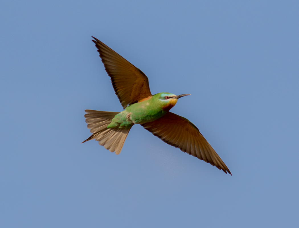 Blue-cheeked Bee-eater