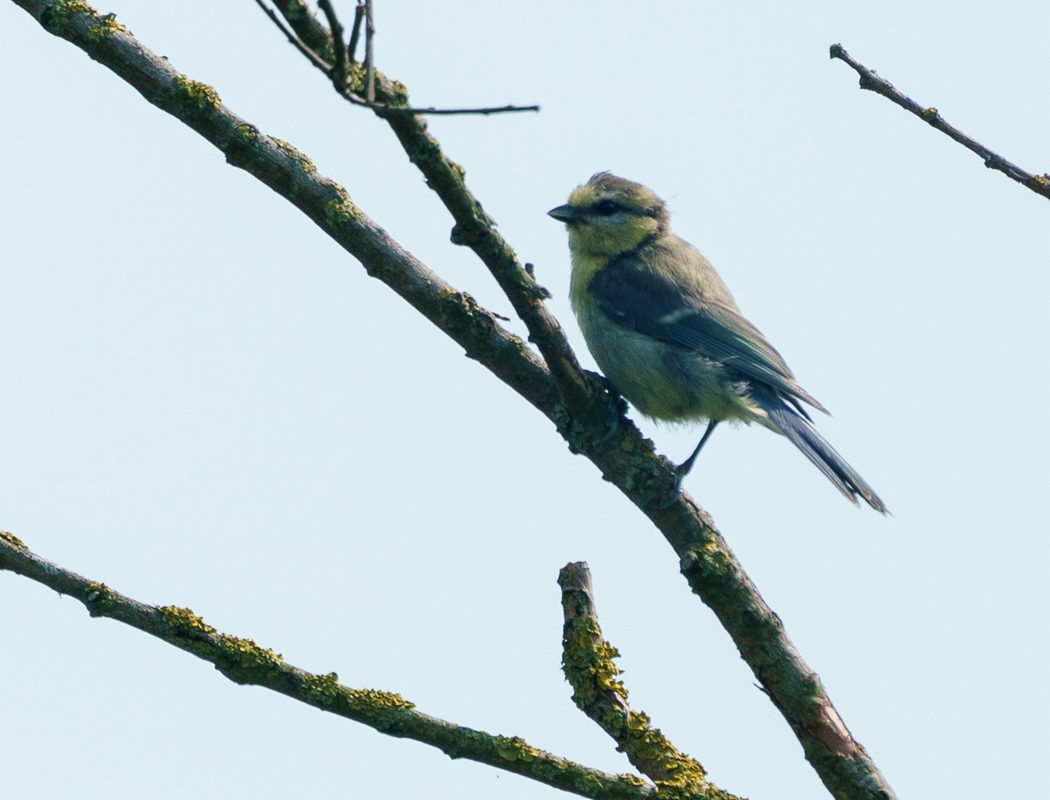 Eurasian Blue Tit