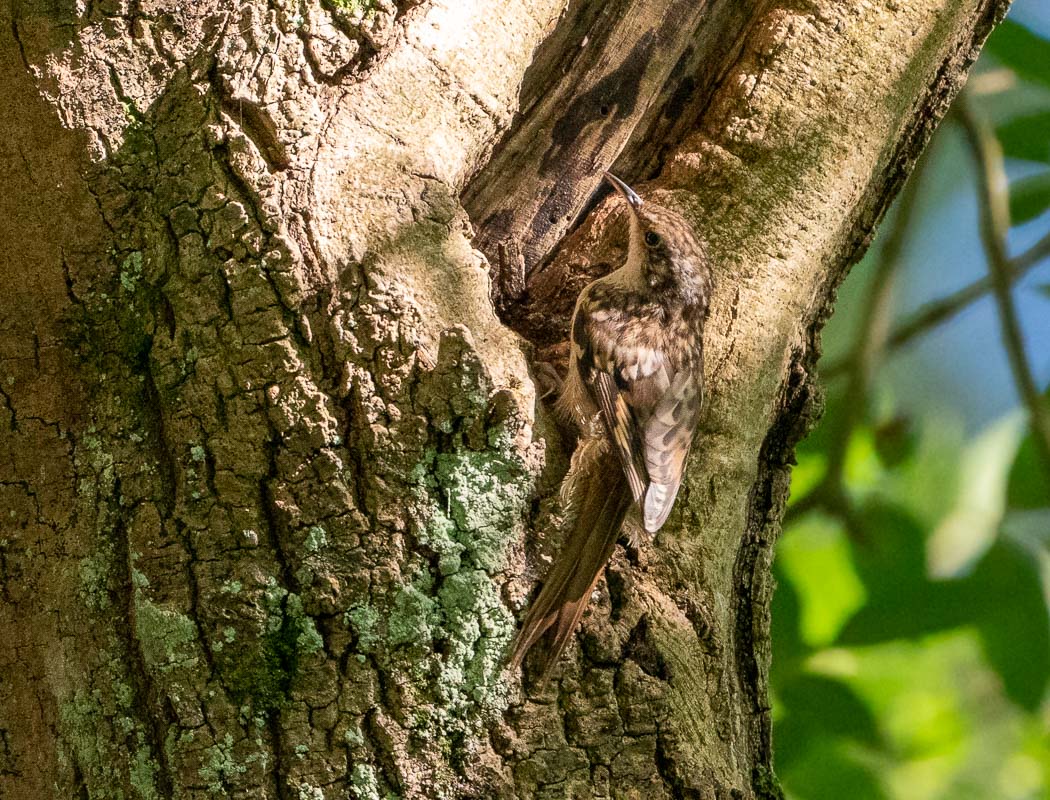Short-toed Treecreeper