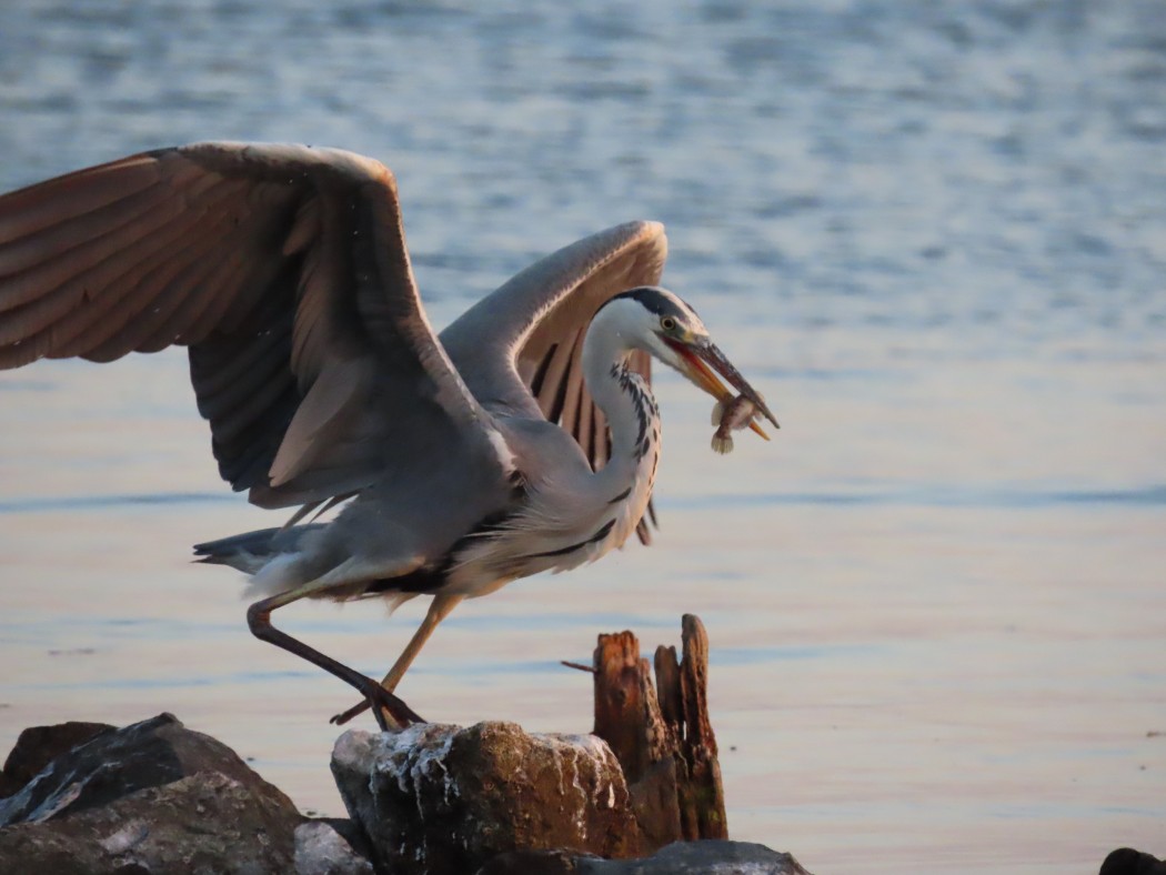Grey Heron
