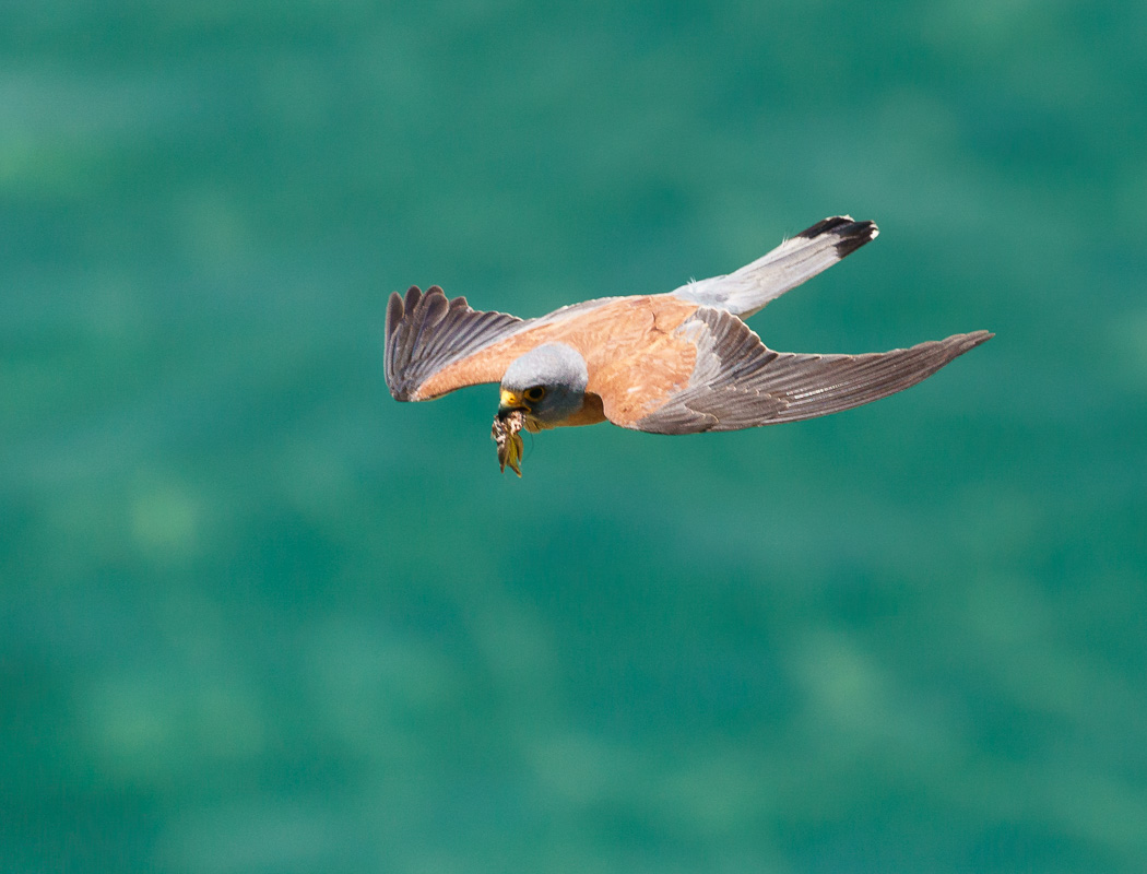 Lesser Kestrel