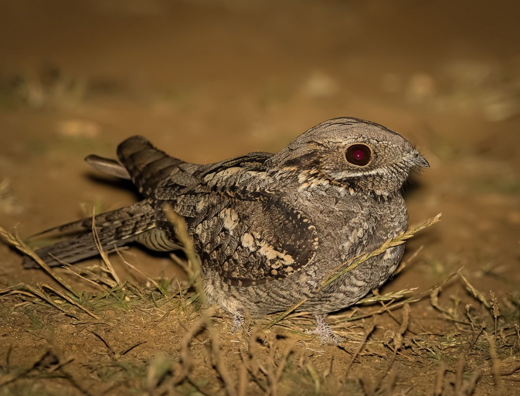 European Nightjar