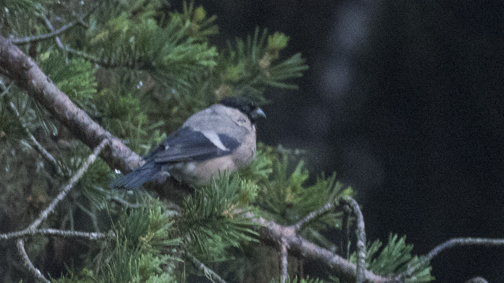 Eurasian Bullfinch