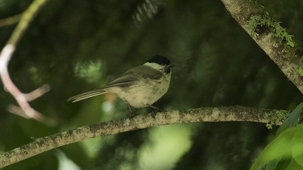 Marsh Tit