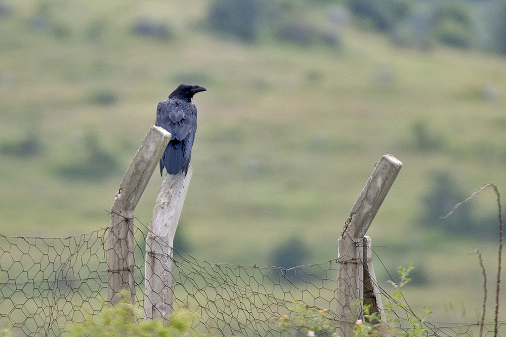 Northern Raven