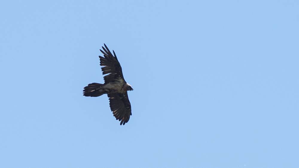 Bearded Vulture