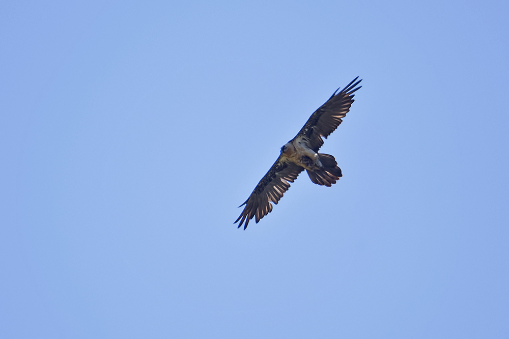 Bearded Vulture