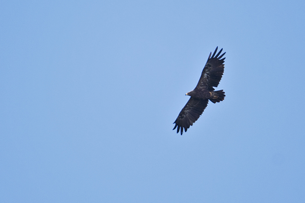 Lesser Spotted Eagle