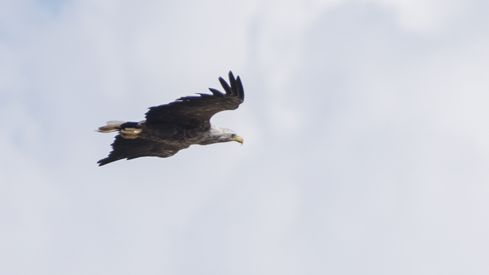 White-tailed Eagle