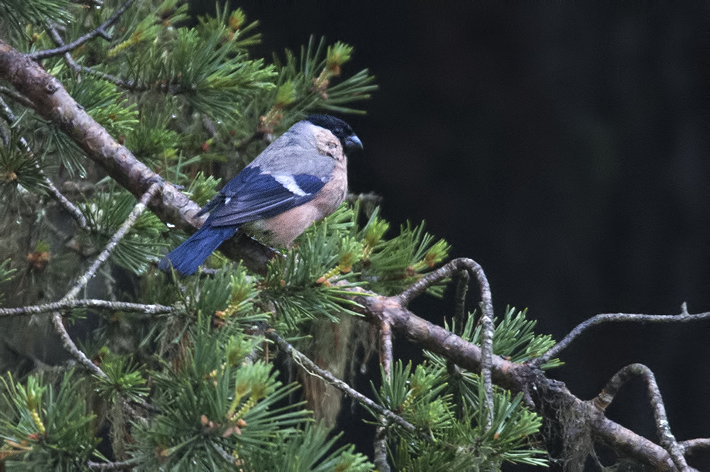 Eurasian Bullfinch