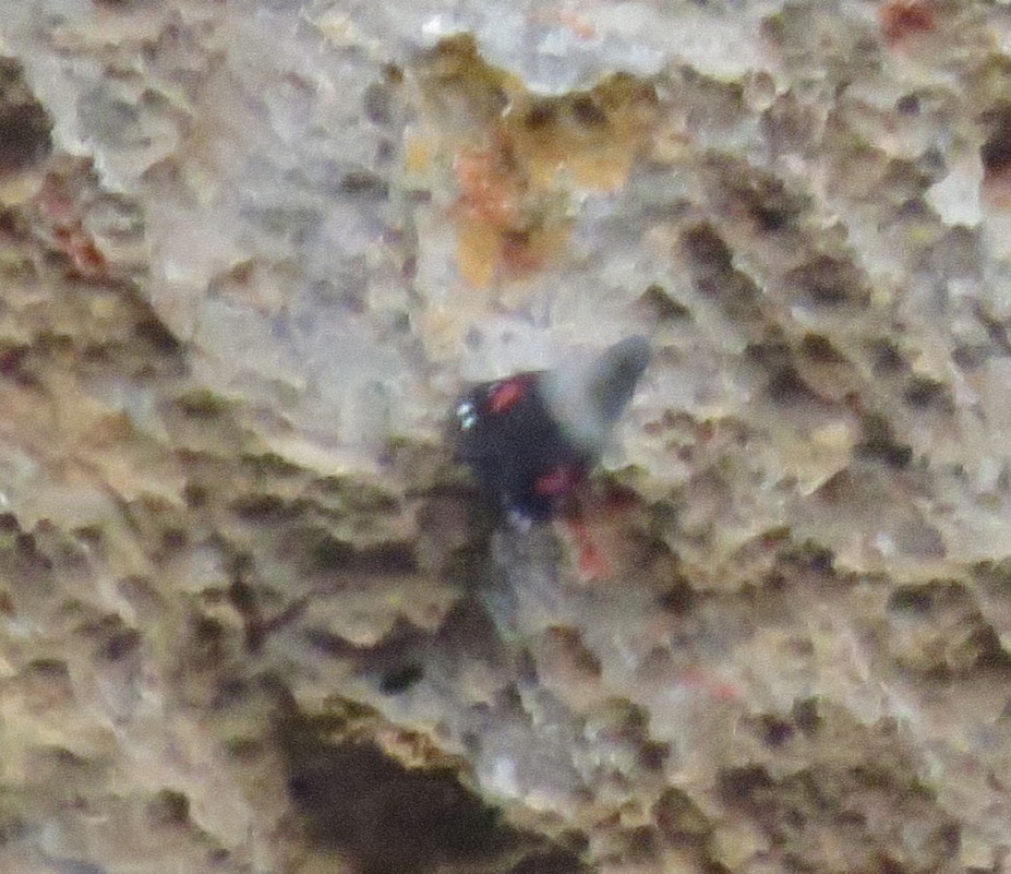 Wallcreeper