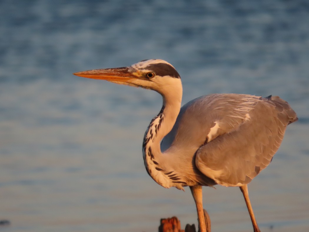 Grey Heron