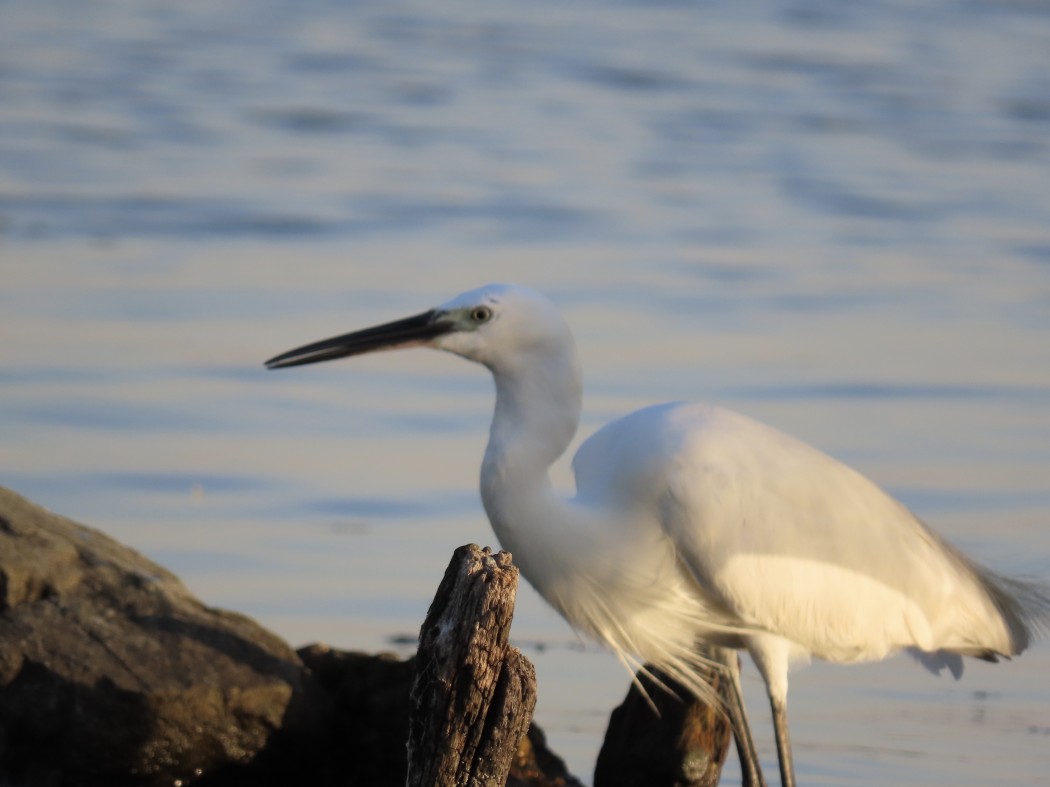 Little Egret