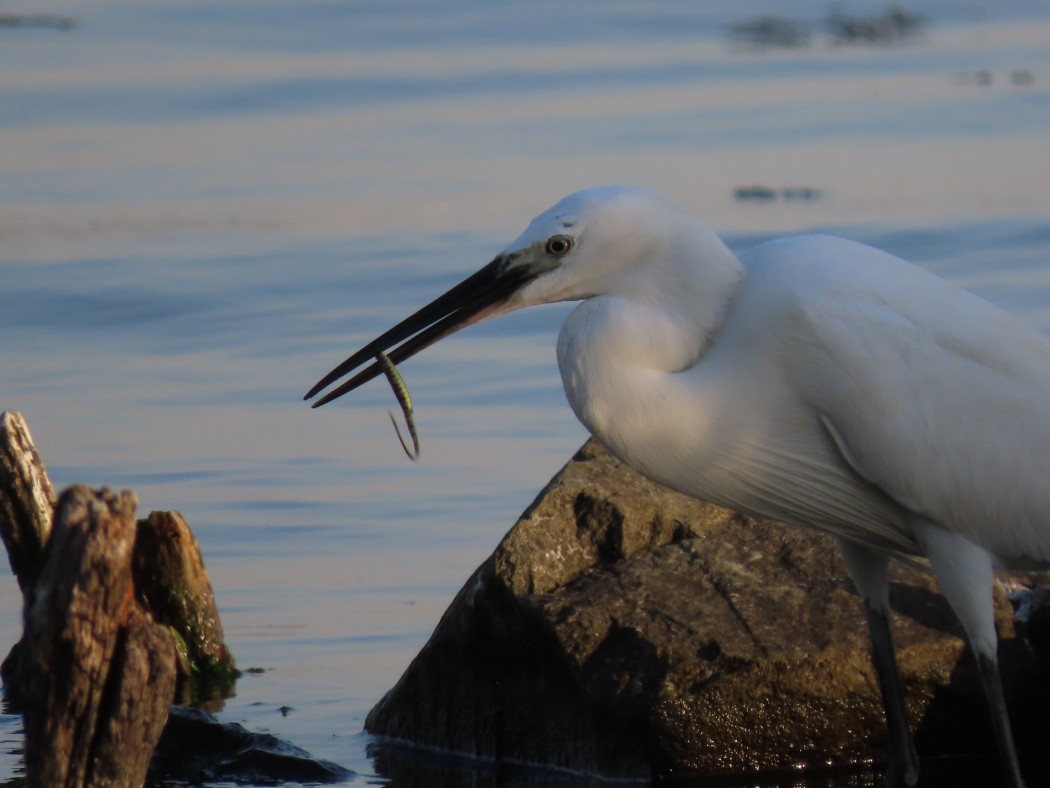 Little Egret