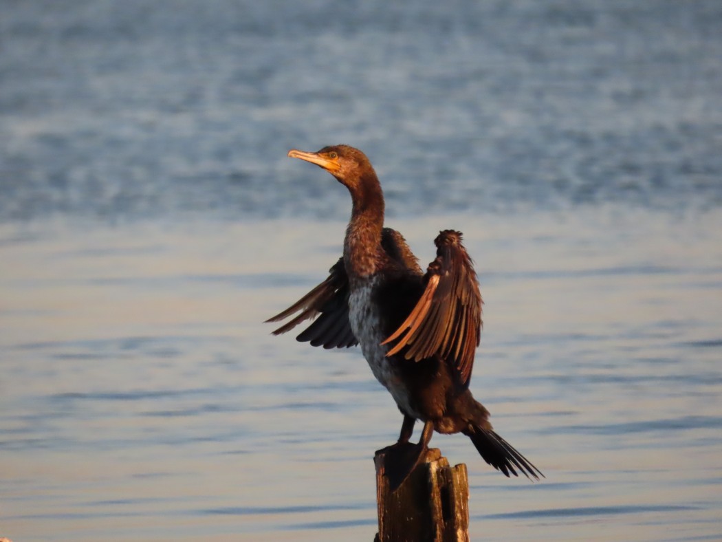 Great Cormorant