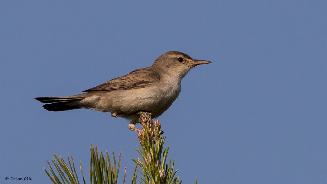 Upcher`s Warbler