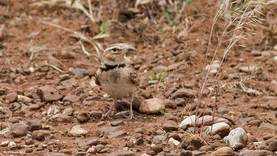 Bimaculated Lark
